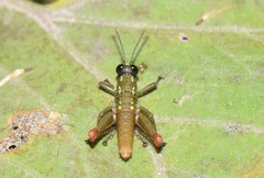 Sitalces