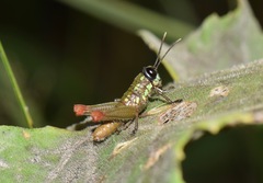 Sitalces