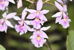 Epidendrum calanthum