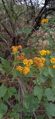 Zaluzania montagnifolia