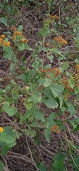 Zaluzania montagnifolia