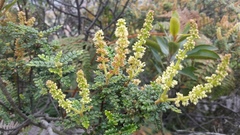 Weinmannia