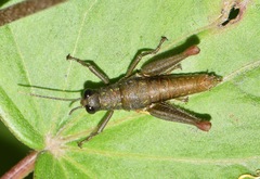 Sitalces