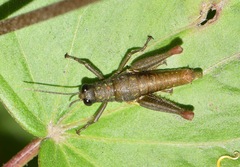 Sitalces