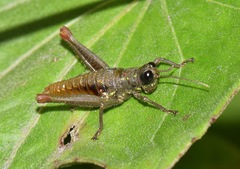 Sitalces