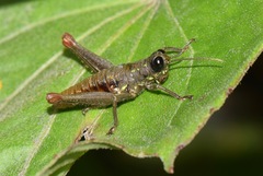 Sitalces