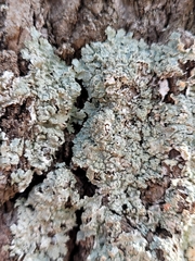 Punctelia perreticulata