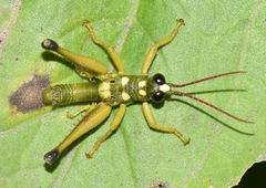 Ommatolampis quadrimaculata