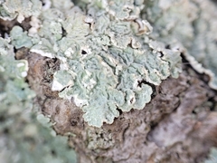 Punctelia perreticulata
