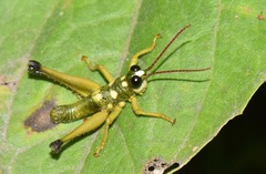 Ommatolampis quadrimaculata