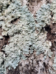 Punctelia perreticulata