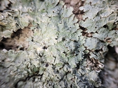 Punctelia perreticulata