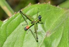 Eumastax salazari