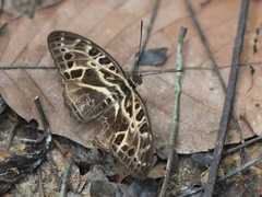 Catuna oberthueri