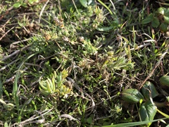 Extriplex californica