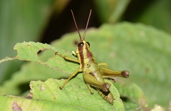 Ommatolampis quadrimaculata