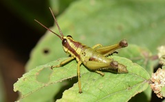 Ommatolampis quadrimaculata