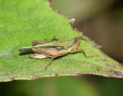 Scaria