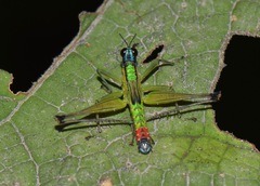 Eumastax salazari