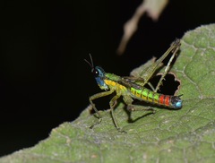 Eumastax salazari