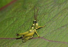 Ommatolampis quadrimaculata