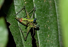 Eumastax salazari