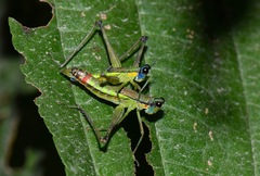 Eumastax salazari