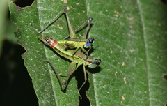 Eumastax salazari