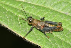 Kyphiacris