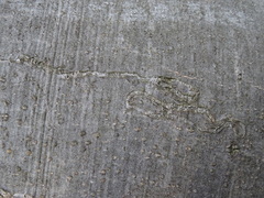 Zimmermannia liebwerdella