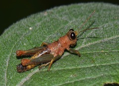 Kyphiacris