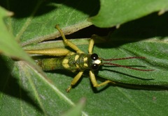 Ommatolampis quadrimaculata