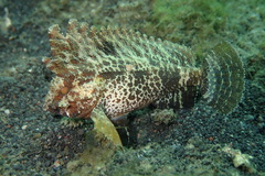 Waspfish photo 3