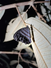 Magneuptychia