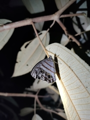 Magneuptychia