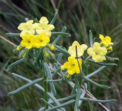Lithospermum cobrense