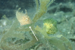 Pseudomonacanthus macrurus