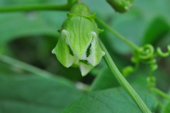 Cayaponia