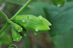 Cayaponia