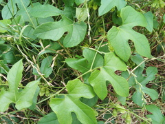 Cayaponia