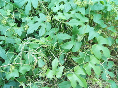 Cayaponia