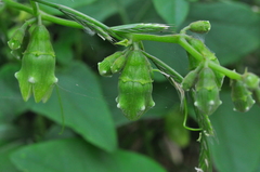 Cayaponia