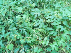 Cayaponia