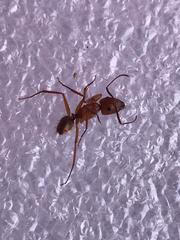Camponotus hannani