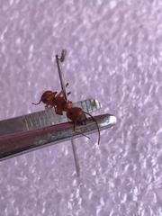 Camponotus hannani