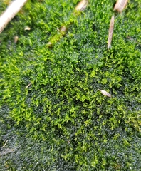 Fuscocephaloziopsis lunulifolia