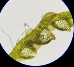 Fuscocephaloziopsis lunulifolia