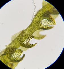 Fuscocephaloziopsis lunulifolia