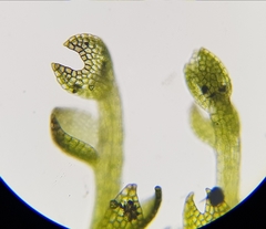 Fuscocephaloziopsis lunulifolia