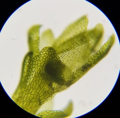 Fuscocephaloziopsis lunulifolia